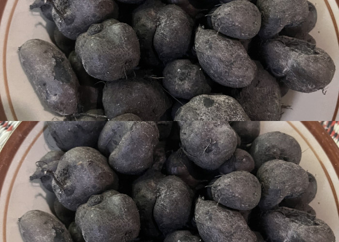 Apa Itu Kentang Hitam? Yuk Simak Manfaatnya Untuk Kesehatan Tubuh Kalian Begini Penjelasannya
