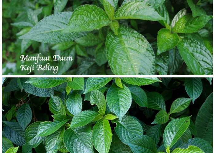 Daun Keji Beling: 6 Manfaat Utama dan Panduan Penggunaan Sehari-hari