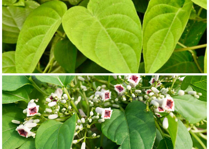Jarang Diketahui! Ini Manfaat Daun Sembukan untuk Mengatasi Kembung dan Menjaga Kesehatan Tubuh