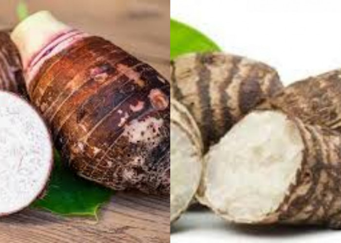 Mari Ketahui Segudang Manfaat Talas Untuk Kesehatan Tubuih Berikut Penjelasannya!