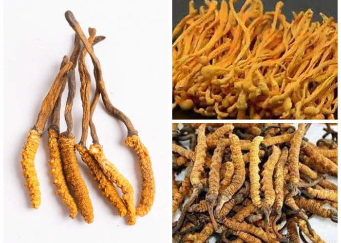 Tumbuhan Herbal Cordyceps: Menilik 8 Fungsinya Buat Kesehatan Tubuh!