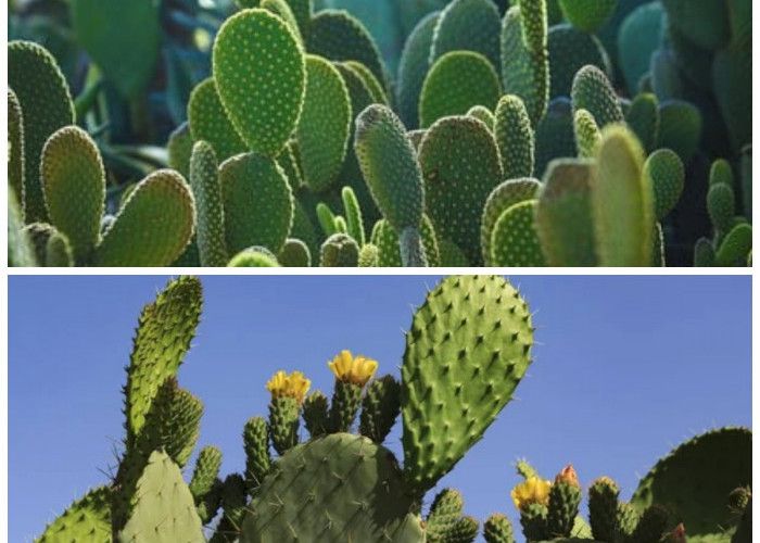 Manfaat Kaktus untuk Kesehatan: Tanaman Berduri dengan Segudang Khasiat Alami!