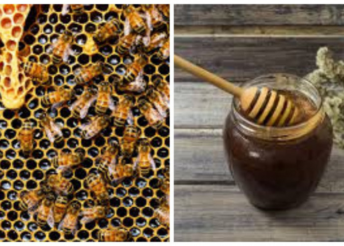 Inilah Keuntungan Madu Hitam untuk Kesehatan
