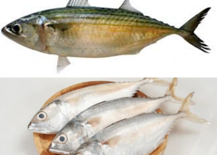 Suka Makan Ikan Kembung? Ini 5 Manfaatnya untuk Kesehatan!