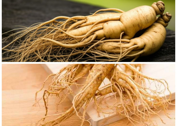 Manfaat Gingseng yang Mengejutkan bagi Kesehatan dan Kontrol Gula Darah