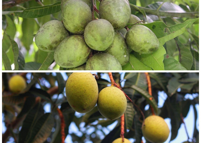 Manfaat Buah Limus untuk Tubuh: Kaya Antioksidan dan Mendukung Diet Sehat!