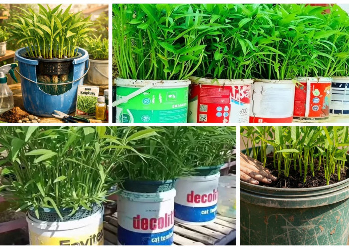 7 Inspirasi Menanam Kangkung di Ember Bekas: Urban Farming Hemat untuk Lahan Sempit