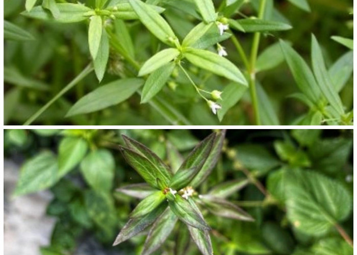 5 Keunggulan Rumput Mutiara yang Baik untuk Tubuh Anda