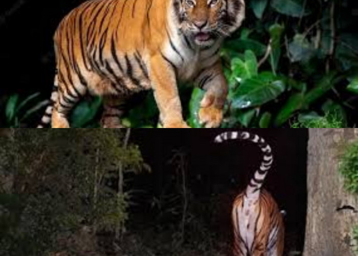 Diyakini Harimau Jawa Hidup di Hutan  Angker Jateng! Simak Fkatanya Disini! 