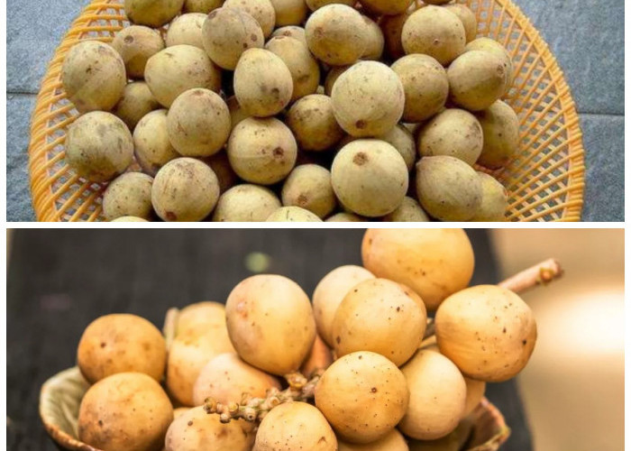 Manfaat Buah Duku untuk Tubuh: Khasiat Kesehatan yang Perlu Kamu Tahu!