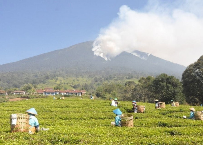 BPBD Pagar Alam 26 Kasus Karhutla, Dempo Selatan Terluas Lahan Terkabar 