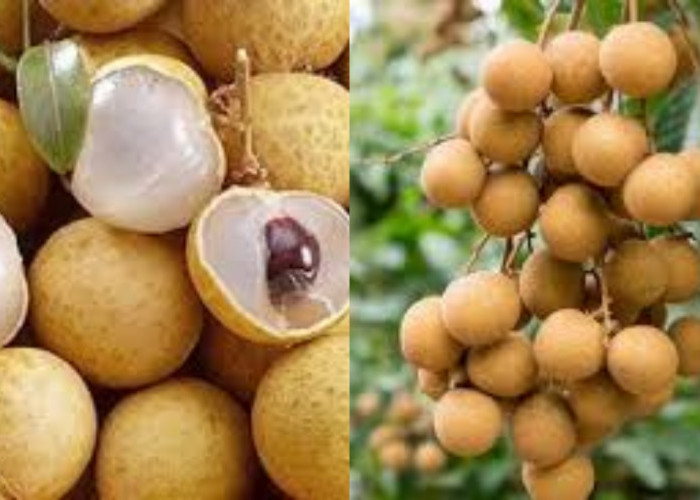 Manisnya Kelengkeng, Sehatnya Bikin Nempel di Hati dan Tubuh!