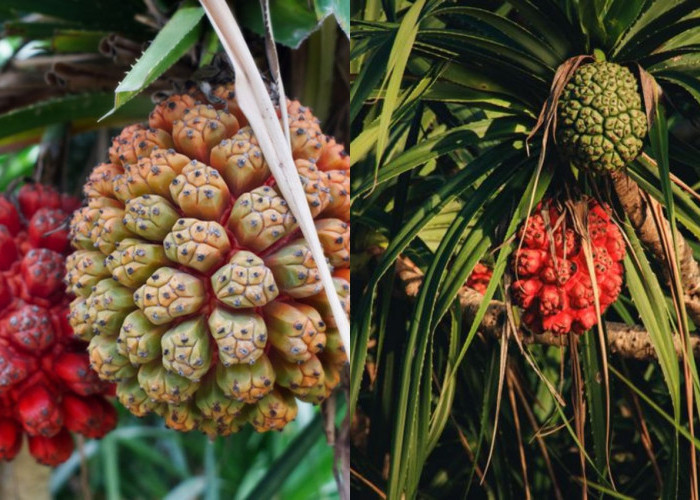 Rahasia Kesehatan dalam Setiap Suap Buah Hala