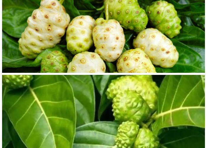 8 Manfaat Daun Mengkudu bagi Kesehatan Tubuh: Dari Menurunkan Gula Darah hingga Meningkatkan Imunitas!