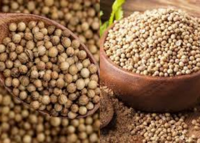 Inilah 8 Manfaat Ketumbar Untuk Jantung dan Kesehatan Yang Perlu Kalian Tahu!