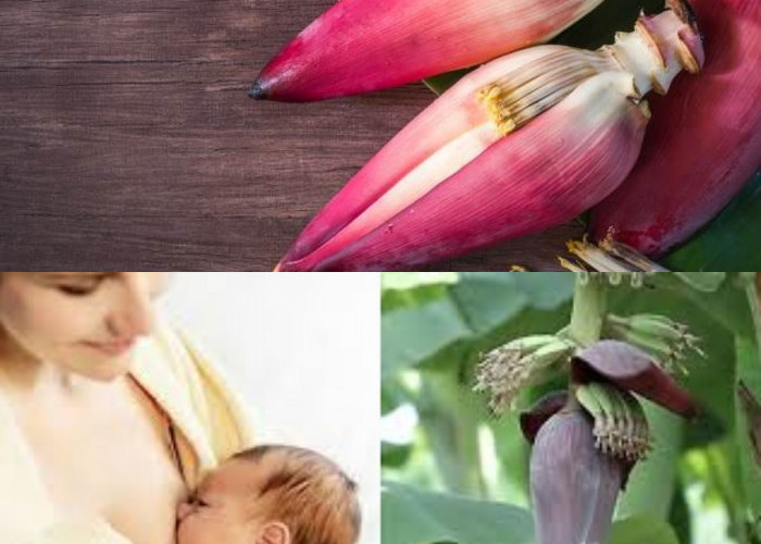 Manfaat jantung pisang untuk ibu menyusui Dan Kaya Dengan Nutrisi!