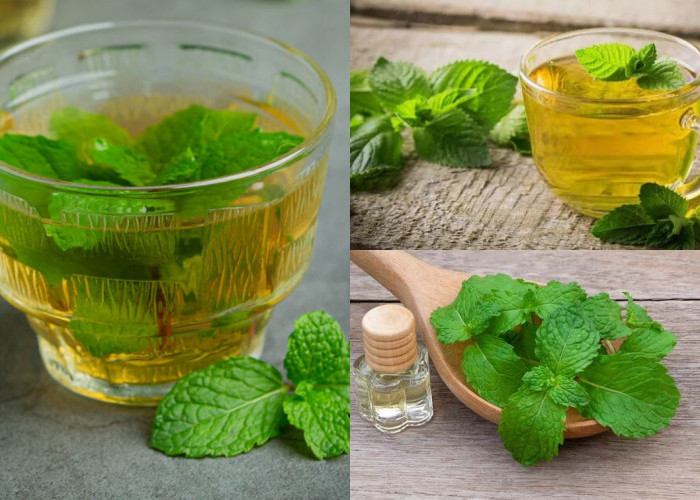 Spearmint, Jenis Tanaman Mint Sebagai Teh Herbal, Inilah 5 Manfaatnya!