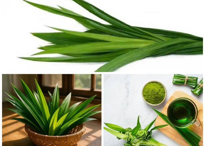 Manfaat Daun Pandan bagi Kesehatan: Aromanya Harum, Khasiatnya Luar Biasa!