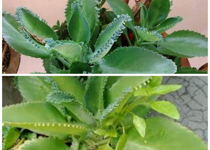 5 Manfaat Daun Cocor Bebek untuk Kesehatan Lengkap dengan Cara Mengolahnya