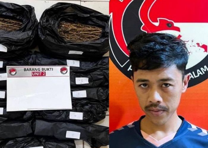 Pengedar Ganja Digerebek Dikostan, Amankan 2,3 Kg Ganja Siap Edar