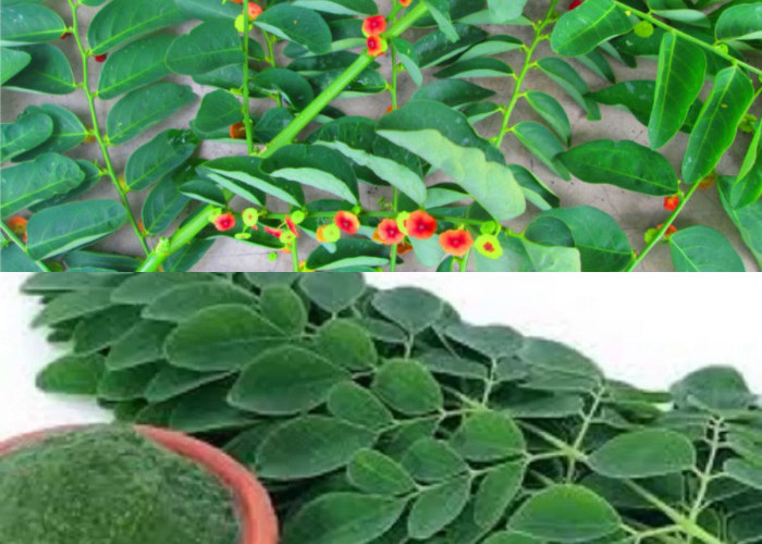 5 Kegunaan Daun Katuk, Membantu Mencegah Anemia sampai Infeksi