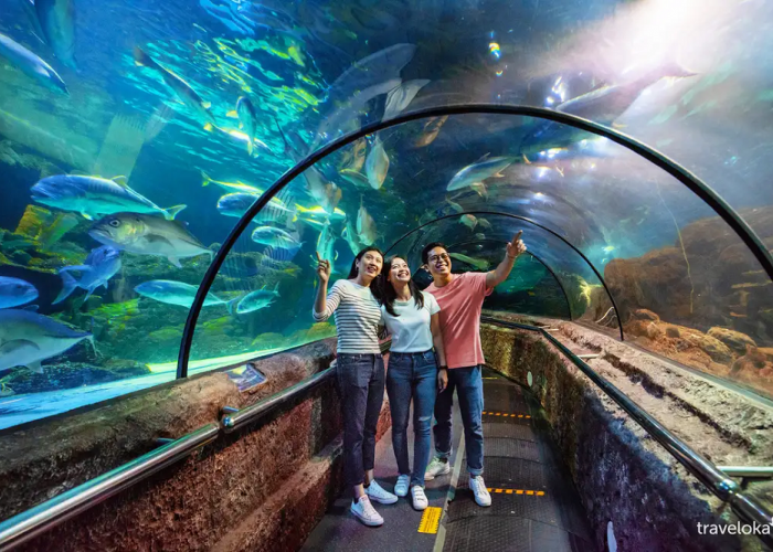 Dunia Akuatik Spektakuler, Menikmati Keindahan Terumbu Karang di 5 Wisata Aquarium Terbesar