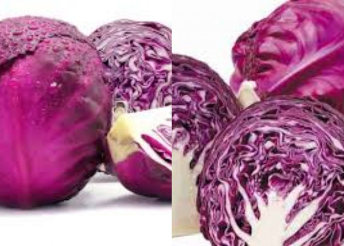 10 Manfaat Kol Ungu Bagi Kesehatan Tubuh Yang Perlu Kalian Tahu!