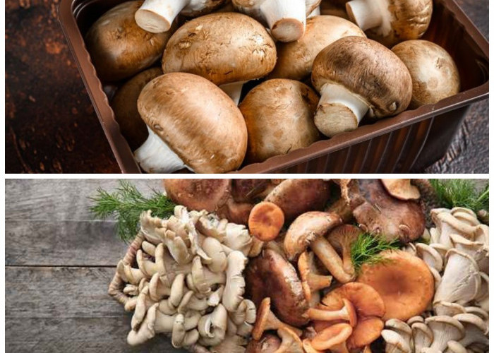 Jamur: Khasiat untuk Kesehatan dan Potensi Efek Samping yang Harus Diketahui