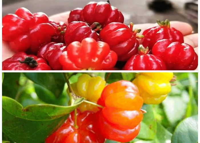 Keajaiban Buah Dewandaru: Khasiat Tersembunyi yang Bermanfaat untuk Tubuh