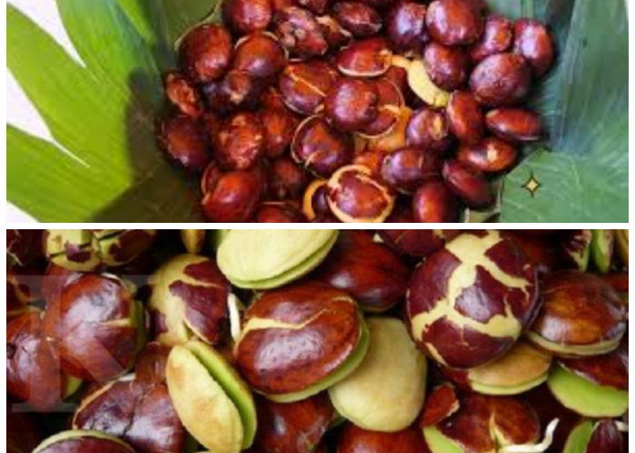 Kenali 8 Manfaat Jengkol untuk Kesehatan dan Hal yang Perlu Diperhatikan