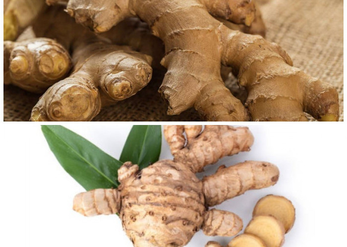 Temulawak, Ramuan Herbal Nusantara: Rahasia Kesehatan Alami dari Tanaman Asli Indonesia