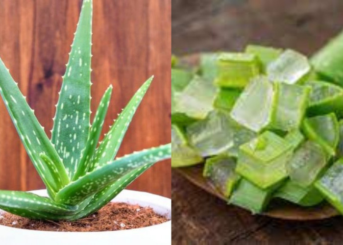 Simak! 10 Manfaat Lidah Buaya Untuk Kesehatan Kulit Yang Luar Biasa
