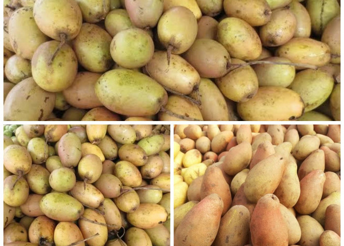 Mengungkap Manfaat Buah Kemang bagi Kesehatan Tubuh: Kaya Nutrisi dan Khasiat Tradisional!