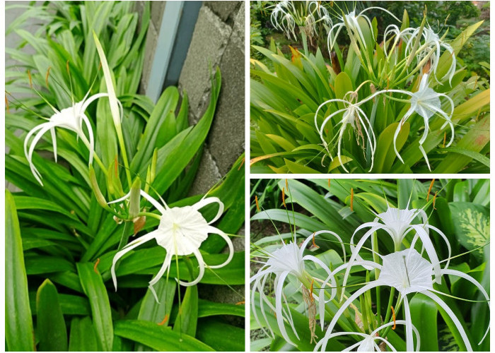 Rahasia Daun Bakung: Tanaman Liar dengan Segudang Manfaat bagi Kesehatan Tubuh!