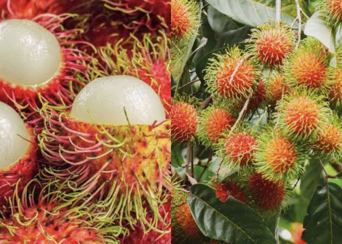 Cara Menyimpan Rambutan agar Tetap Segar dan Tahan Lama, Simak Tipsnya!