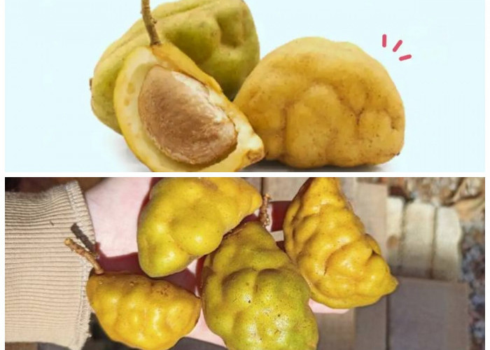 Rahasia Sehat dari Buah Namnam: Kandungan Gizi dan Khasiat Alaminya