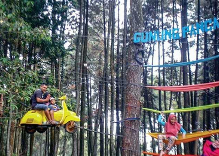 Melarikan Diri ke Surga Hijau, Eksplorasi Keindahan Hutan Pinus Gunung Pancar di Bogor