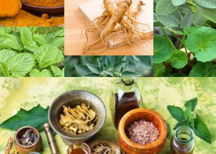  Inilah Daftar 12 Tanaman Herbal dan Khasiatnya untuk Kesehatan Manusia!