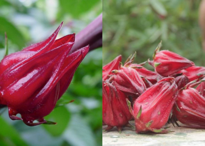 Rosela dan Manfaatnya bagi Kesehatan, Cocok untuk Konsumsi Harian!