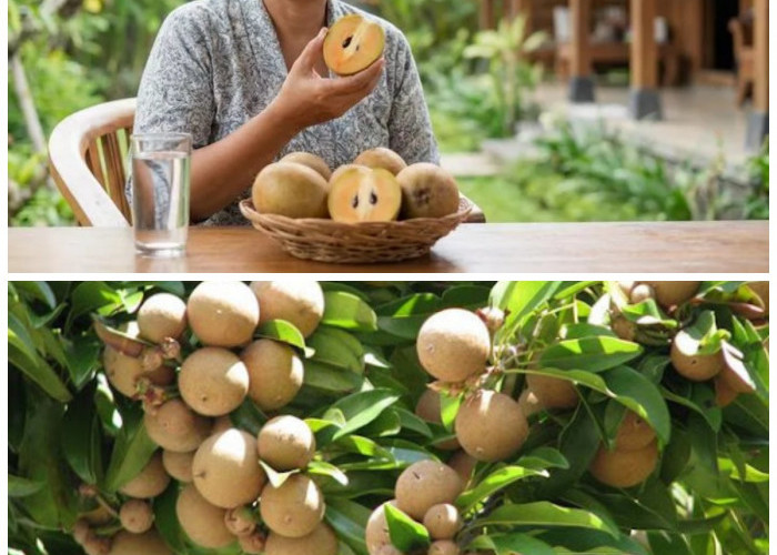 Kenali Khasiat Buah Sawo: Manis Alami dengan Segudang Manfaat untuk Kesehatan Tubuh!