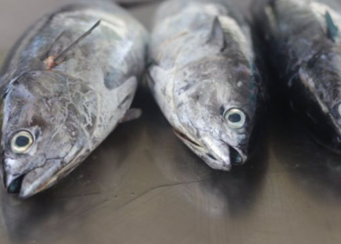 Wajib Diketahui! Ini Daftar 5 Manfaat Dari Ikan Tongkol, Salah Satunya Mencegah Obesitas