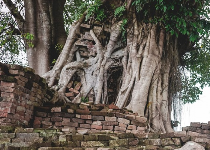 Terlilit Oleh Akar Pohon, Begini Kondisi Candi Megah Peninggalan Majapahit yang Dijadikan Tempat Ritual