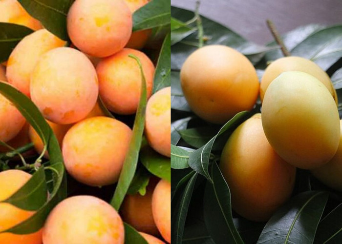 Manfaat Buah Gandaria: Rasa Unik, Nutrisi Lengkap, Khasiat Menakjubkan!