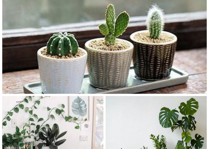 Rumah Makin Estetik! Ini 6 Tanaman Hias Meja yang Cantik dan Mudah Dirawat!