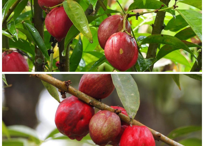 Kenali Khasiat Buah Mahkotadewa: 8 Manfaat untuk Kesehatan Tubuh yang Tak Terduga!