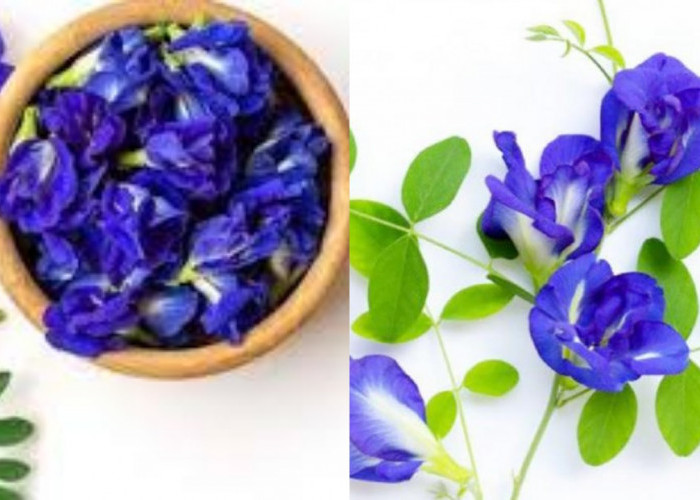  Simak 6 Manfaat Bunga Telang Untuk Mencerahkan Kulit Wajah!
