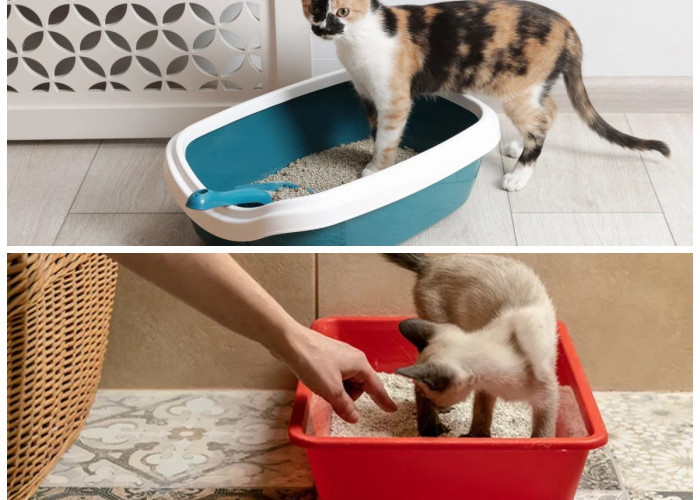 Rumah Kecil Bebas Bau Kucing: 7 Tips Praktis Menjaga Kandang Tetap Bersih dan Segar