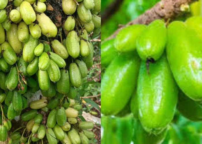 Belimbing Wuluh, Bantu Atasi Jerawat Dan Masih Banyak Lagi Manfaatnya!