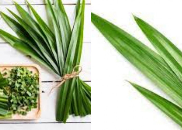 Yuk Intip! 7 Khasiat Daun Pandan Untuk Kesehatan Pria Yang Jarang Diketahui