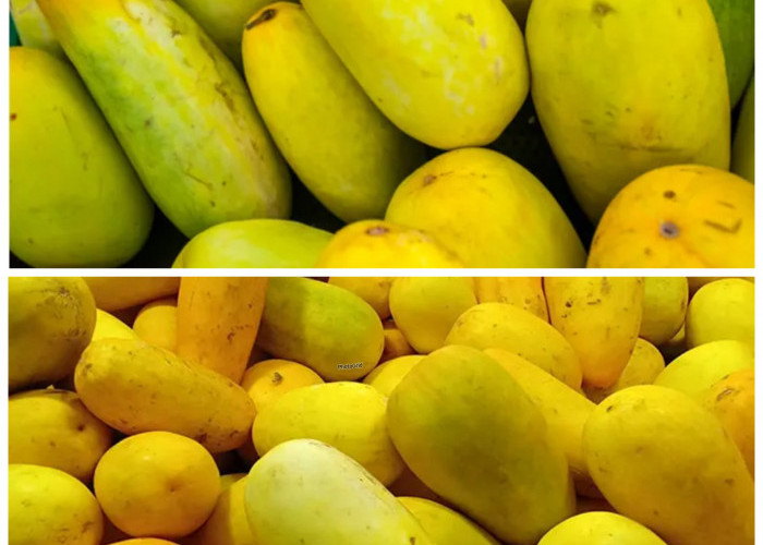 Rahasia Khasiat Timun Suri: Buah Segar yang Diam-Diam Baik untuk Tubuh!